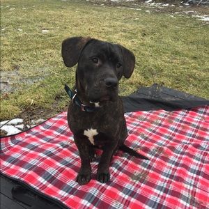 Meet your Posher, Brandi